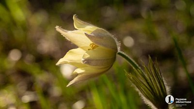 Южноуральцам грозят штрафы до миллиона рублей за срыв первоцветов