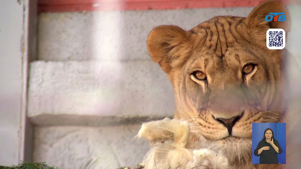 Челябинской львице Киаре исполнилось четыре года