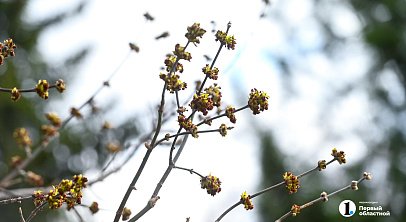 Жителям Челябинской области пообещали теплую, но хмурую погоду 19 апреля