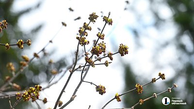 Жителям Челябинской области пообещали теплую, но хмурую погоду 19 апреля