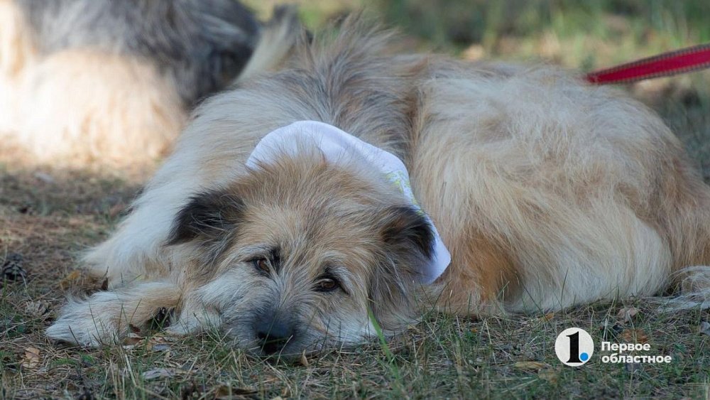 Четвероклассник погиб от бешенства в Омской области