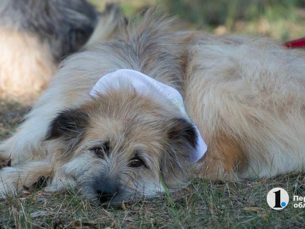 Четвероклассник погиб от бешенства в Омской области