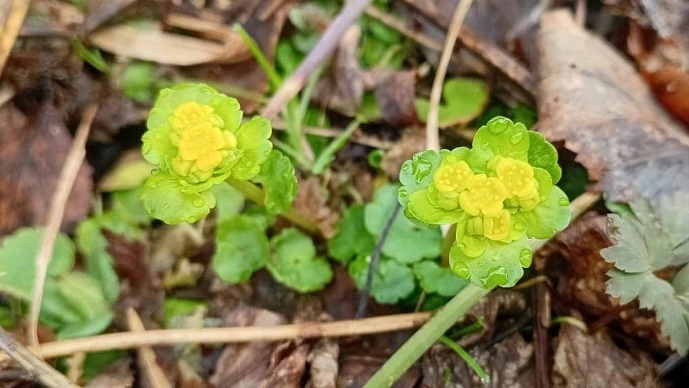 Золотянка украсила территорию нацпарка «Зигальга»