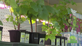 Как высаживать виноград?