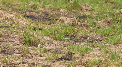 В Снежинске отмечают небывалое нашествие грызунов