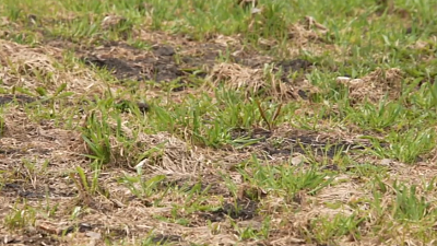 В Снежинске отмечают небывалое нашествие грызунов