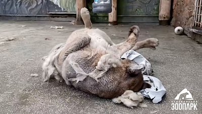 В Челябинском зоопарке пума Лео получил ароматный подарок