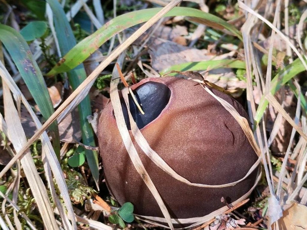 Краснокнижный гриб заметили в нацпарке «Зигальга»