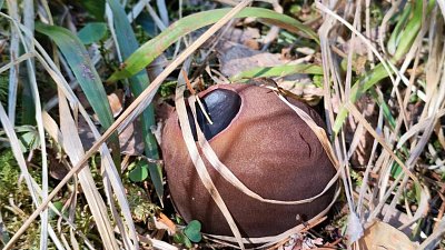 Краснокнижный гриб заметили в нацпарке «Зигальга»