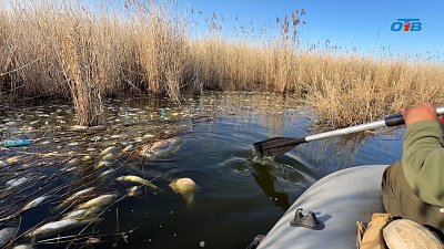На озере Шелюгино под Копейском произошла массовая гибель рыбы