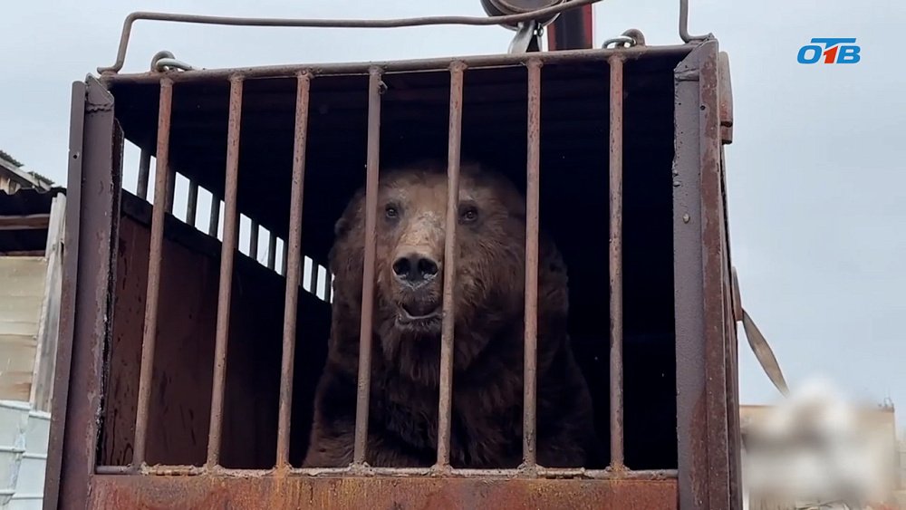 Медведь Степан из Троицка обрел новый дом в экопарке «Зюраткуль»