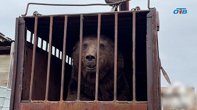 Медведь Степан из Троицка обрел новый дом в экопарке «Зюраткуль»