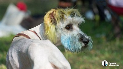 Как правильно учить собаку плавать