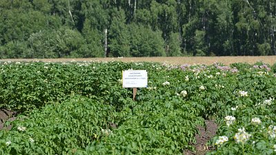 Овощеводам Челябинской области выплатят субсидии в размере 31 млн рублей