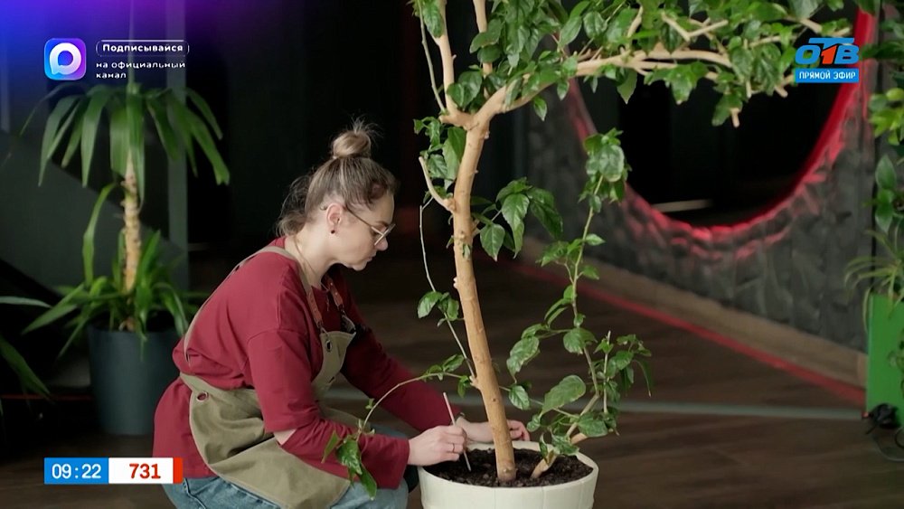 Рыхлим почву в рубрике «Домашняя оранжерея»