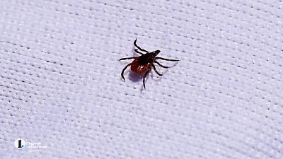 Как защитить себя от клещевого энцефалита и боррелиоза