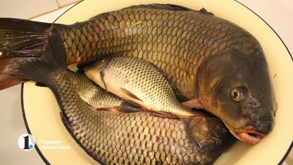 На Аргазях браконьеры сбежали от инспекторов, бросив у озера улов и сети