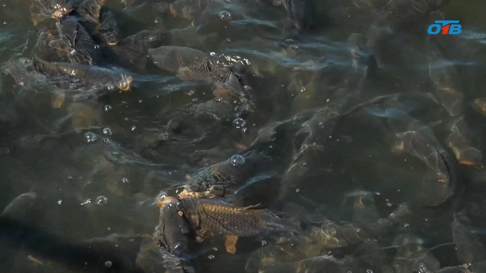 В южноуральском парке «Притяжение» проснулись рыбы