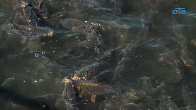 В южноуральском парке «Притяжение» проснулись рыбы