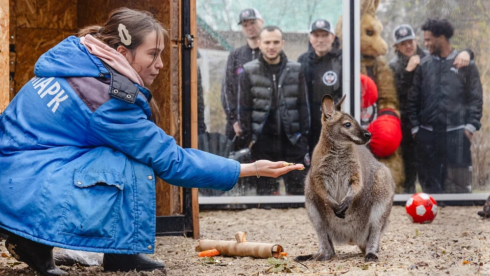 Челябинские боксеры стали опекунами кенгуру Беннетта в зоопарке