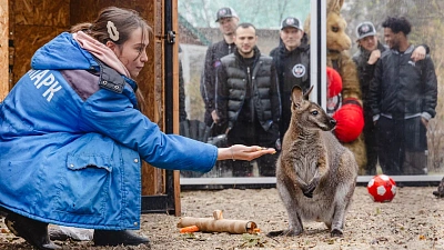 Челябинские боксеры стали опекунами кенгуру Беннетта в зоопарке