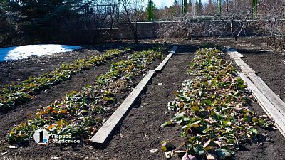 В Челябинской области участники СВО вместо земли под дом смогут взять садовый участок