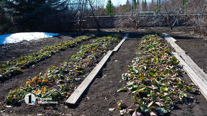 В Челябинской области участники СВО вместо земли под дом смогут взять садовый участок