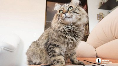 В Челябинске 18 мая закроют проработавшее почти 10 лет котокафе