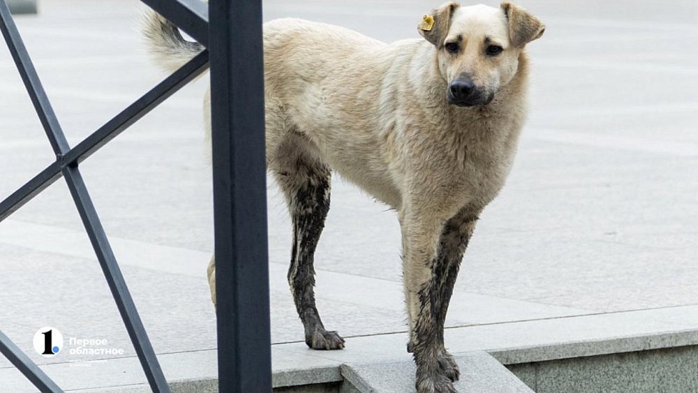 Нападения собак на людей в Каслях и Челябинске привели к уголовным делам