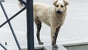 Нападения собак на людей в Каслях и Челябинске привели к уголовным делам