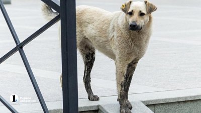 Нападения собак на людей в Каслях и Челябинске привели к уголовным делам