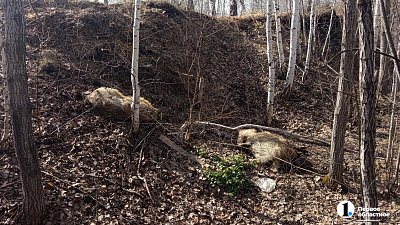 В Уйском округе снова свалили туши свиней в овраге — нарушителя ищет полиция