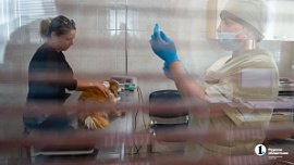 В Челябинске стоимость ветеринарных услуг увеличилась на треть