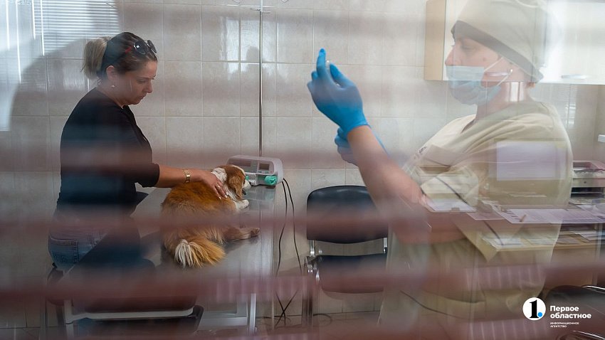В Челябинске стоимость ветеринарных услуг увеличилась на треть