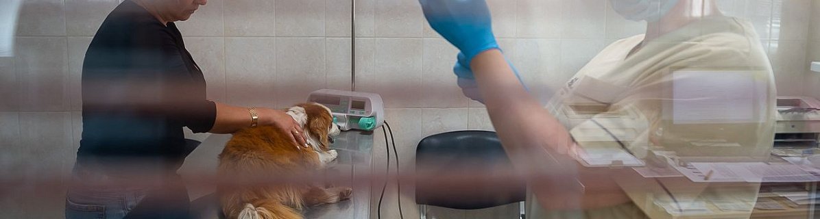 В Челябинске стоимость ветеринарных услуг увеличилась на треть