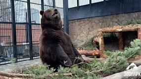 В Челябинском зоопарке медведю Малышу благоустроили вольер