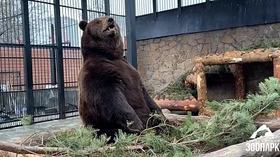 В Челябинском зоопарке медведю Малышу благоустроили вольер