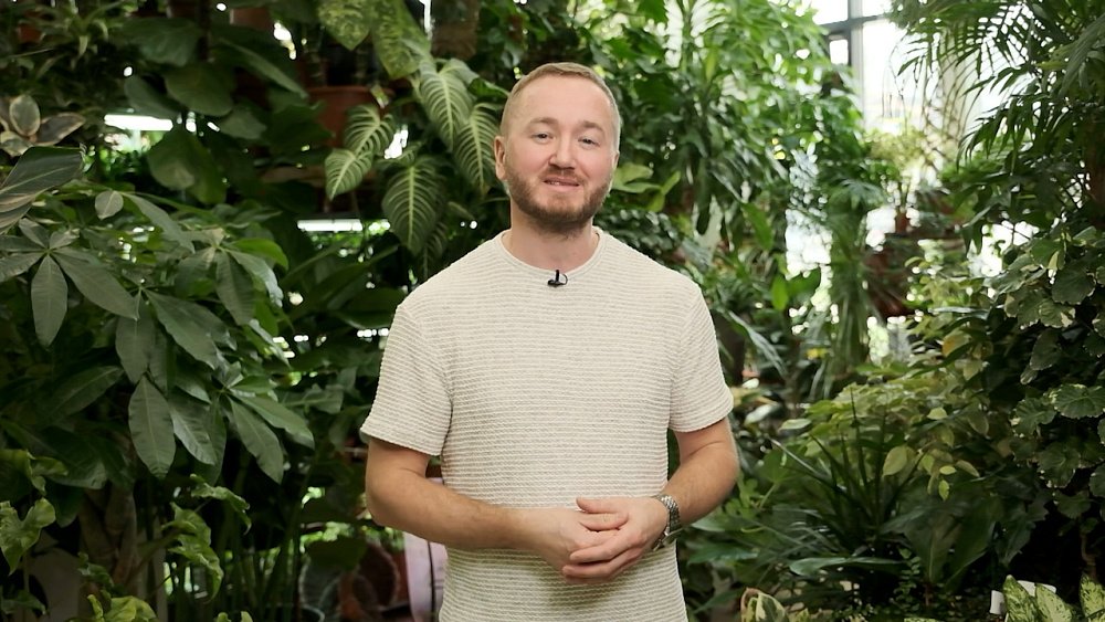 Как правильно пересадить комнатные растения