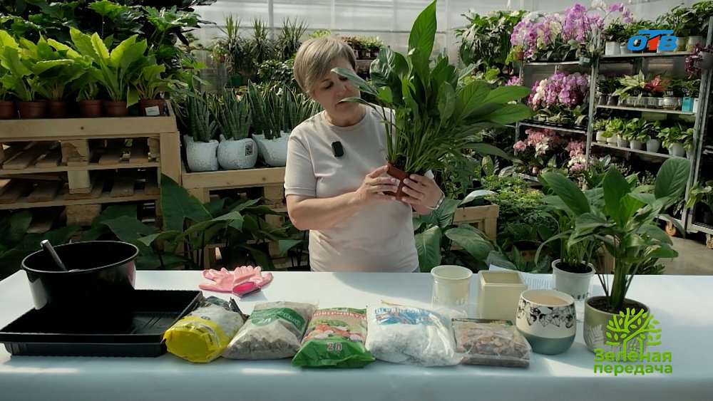 Весна — оптимальный сезон для пересадки комнатных растений