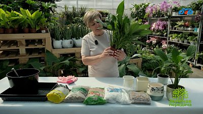 Весна — оптимальный сезон для пересадки комнатных растений