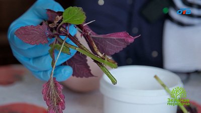 Как с одного куста колеуса получить с десяток новых растений