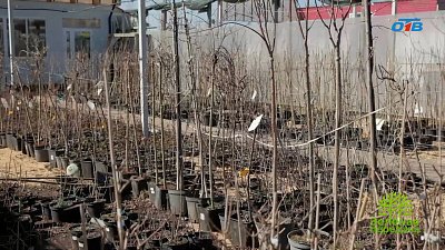 Как правильно выбрать и сохранить посадочный материал