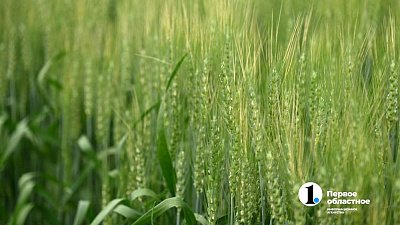 Челябинская область планирует нарастить агроэкспорт в Таиланд