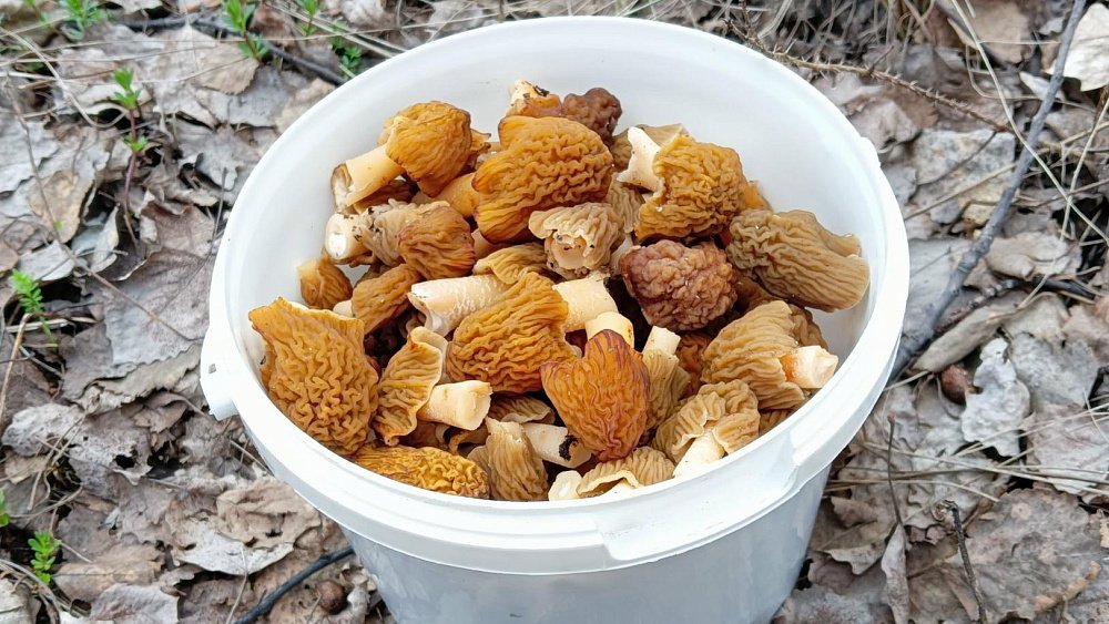 Любители тихой охоты открыли грибной сезон в Челябинской области