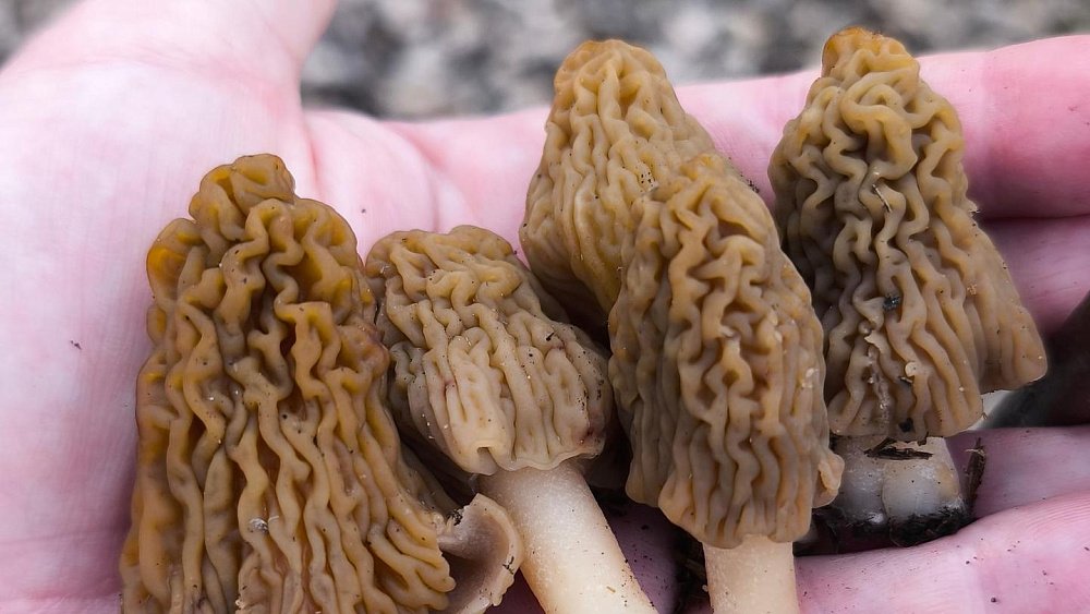 Опытный грибник рассказал, когда на Южном Урале массово пойдет сморчковая шапочка