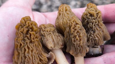 Опытный грибник рассказал, когда на Южном Урале массово пойдет сморчковая шапочка