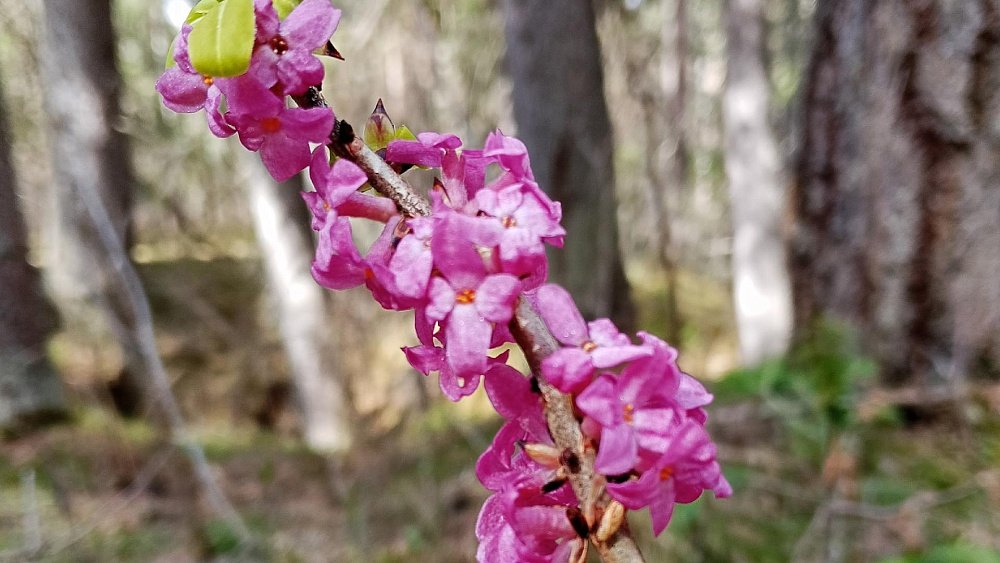 В Челябинской области распустилась уральская сакура