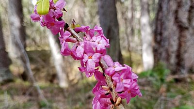 В Челябинской области распустилась уральская сакура