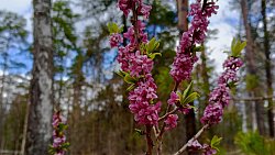 В Челябинской области распустилась уральская сакура