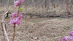 В Челябинской области распустилась уральская сакура